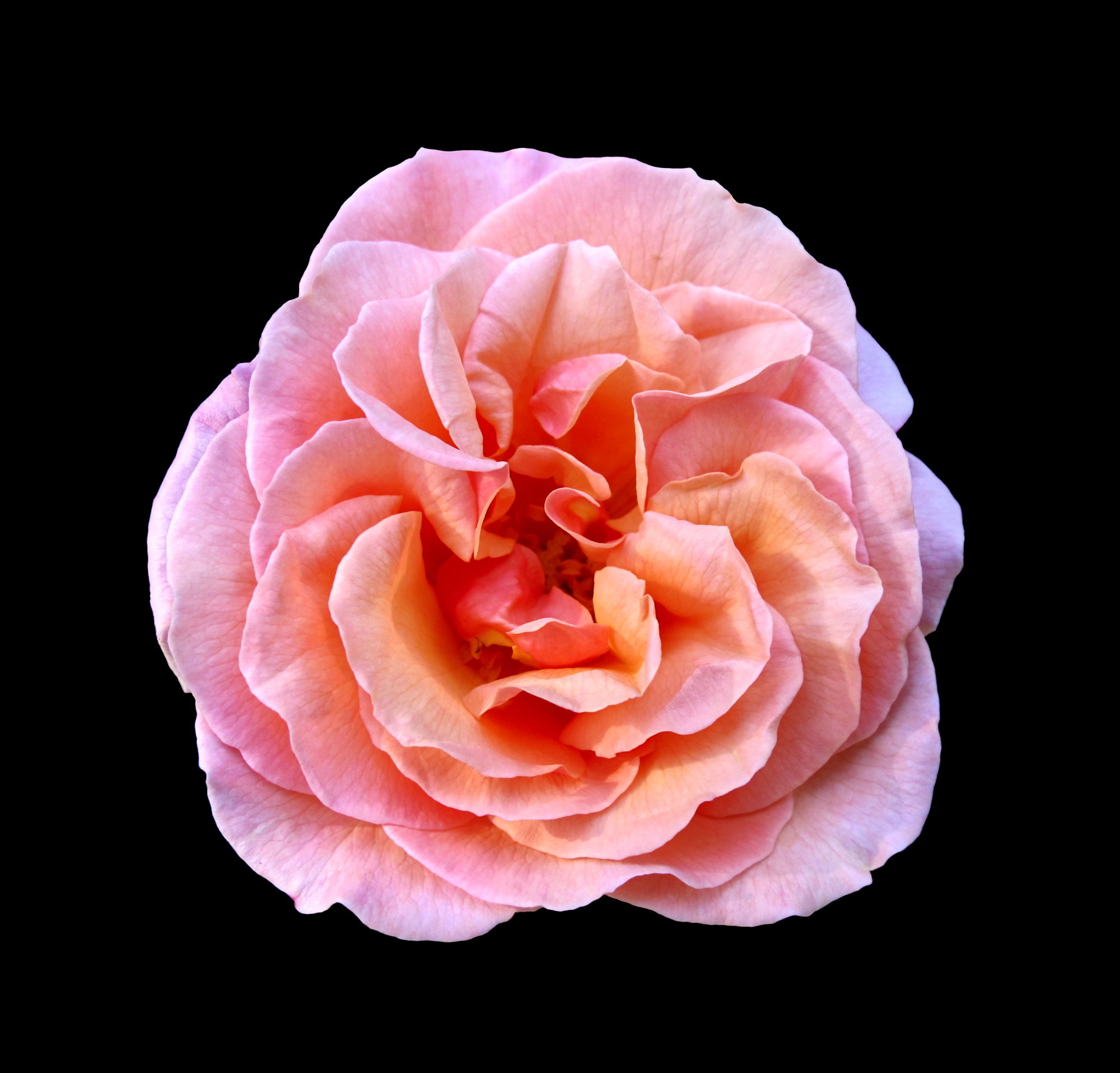 Pink rosy rose flower in sunlight